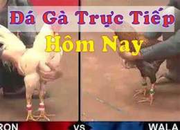 tính năng nổi bật clip đá gà trực tiếp