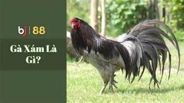 tính năng nổi bật clip đá gà xám phúc bình dương