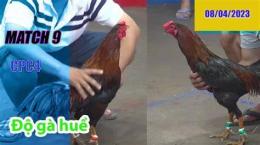 tính năng nổi bật clip gà 9 cựa đá thomo