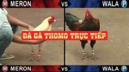 tính năng nổi bật coi lại đá gà thomo