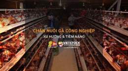 tính năng nổi bật công ty cổ phần chăn nuôi gà đà lạt