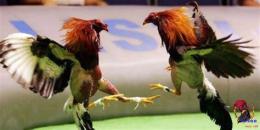 tính năng nổi bật cựa gà đá tiền lớn