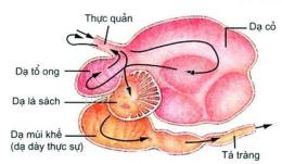 tính năng nổi bật dạ dày gà có mấy ngăn
