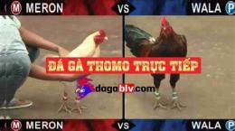 tính năng nổi bật đá gà 2019