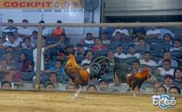 tính năng nổi bật đá gà 23/6