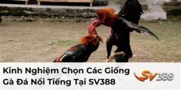tính năng nổi bật đá gà 388 hôm nay