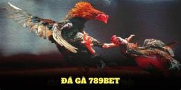 tính năng nổi bật đá gà 789 bet
