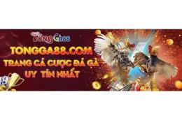tính năng nổi bật đá gà 88 được xếp hàng cao nhất