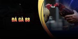 tính năng nổi bật đá gà 888b one