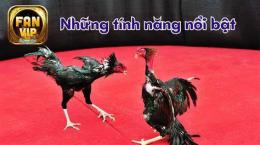 tính năng nổi bật đá gà 88a net