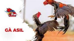tính năng nổi bật đá gà asil