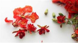 tính năng nổi bật đá gà bằng hoa phượng