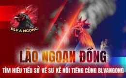 tính năng nổi bật đá gà bảo sting 6 10
