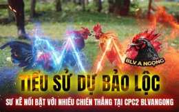 tính năng nổi bật đá gà bảo sting chồng độ 4 cái