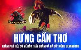 tính năng nổi bật đá gà bảo sting duyên ti