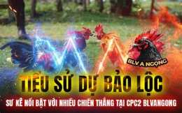 tính năng nổi bật đa gà bao sting