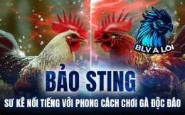 tính năng nổi bật đá gà bảo stinh