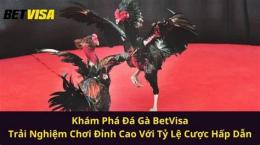 tính năng nổi bật đá gà betvisa