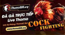 tính năng nổi bật đá gà bình luận thomo hôm nay