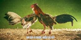 tính năng nổi bật đá gà c1 châu âu