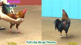 tính năng nổi bật đá gà c2 6/9