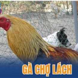 trại gà đá chợ lách bến tre