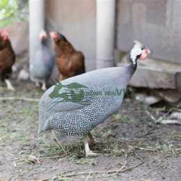 trai ga da o tphcm