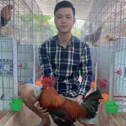 trại gà đá sóc trăng
