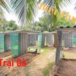 trại gà đá tiền