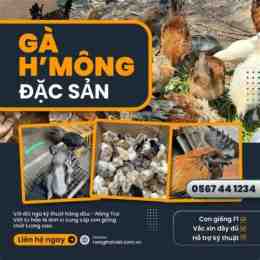 trang da ga 67.com