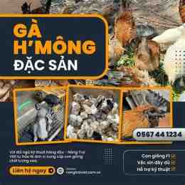 trang da ga bj88