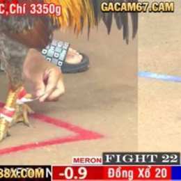 trực tiếp đá gà 67 trực tiếp đá gà 67
