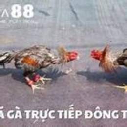 truc tiep da ga boasting