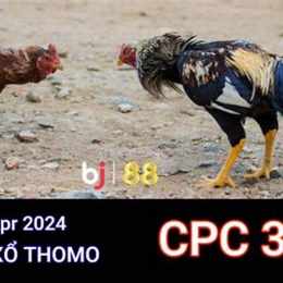 trực tiếp đá gà c3 ngày 15 4