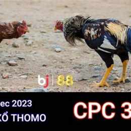 trực tiếp đá gà cpc 3