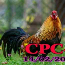 truc tiep đá gà cpc 4