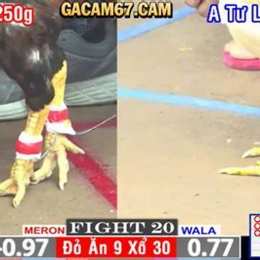 trực tiếp đá gà cpc1 hôm nay media