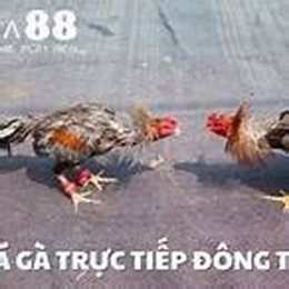 truc tiep da ga hlx