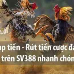 trực tiếp đá gà sv33888