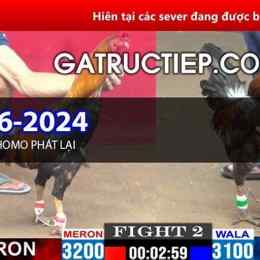 trực tiếp đá gà thomo 19 11