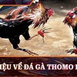 truc tiep da ga thomo c1