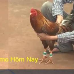 trực tiếp đá gà thomo hôm nay 17/6