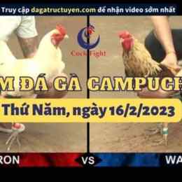 trực tiếp đá gà thomo ngày 16 tháng 8