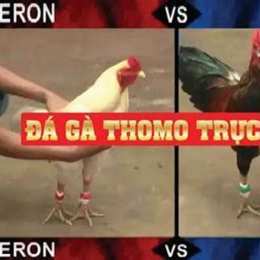 trực tiếp đá gà thomo ngày 9 tháng 10
