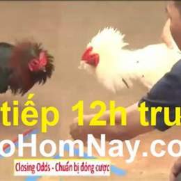 trực tiếp đá gà thomo trang bình luận viên