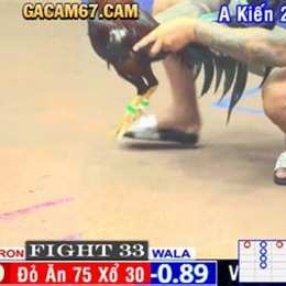 trực tiếp đá gà trên bình luận