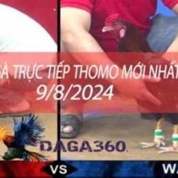 trực tieps đá gà thomo