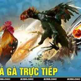 truc tip da ga c3