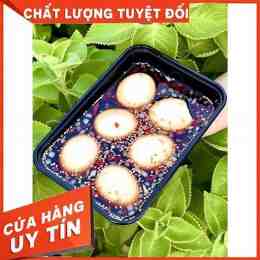 trứng gà lòng đào đẹp