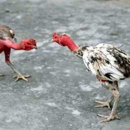 trước khi đá gà cần làm gì